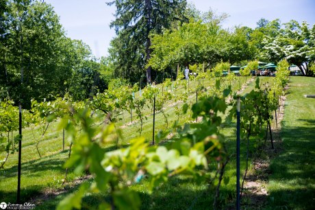 DIana and Phil surprise proposal